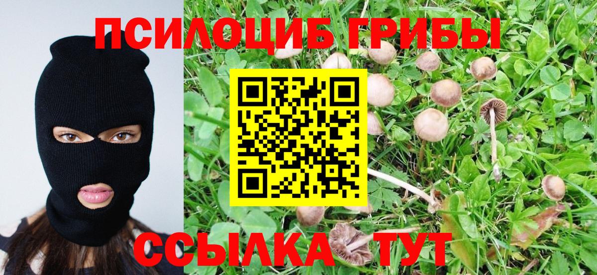 как найти наркотики  Псилоцибиновые грибы прущие грибы  Псилоцибиновые грибы мицелий  Вход с VPN  Калуга 
